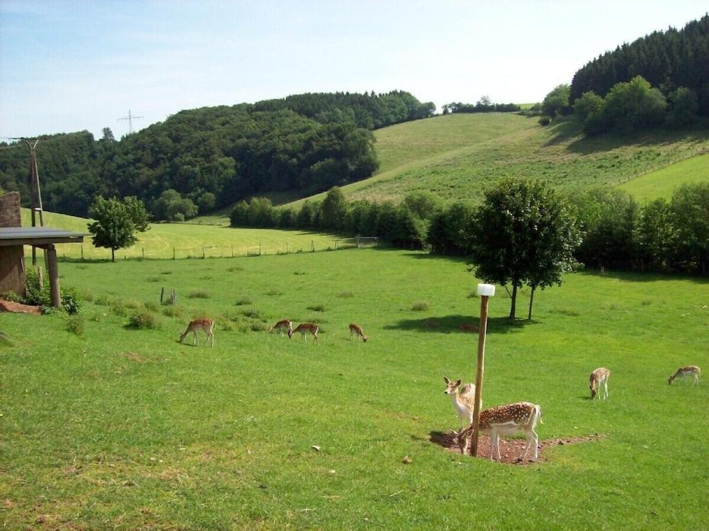 Hof Goerrespesch-Ferien Im Herzen Der Schneifel Schlausenbach Exteriér fotografie